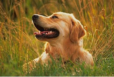 厂商坚称PS Plus会免《众神陨落》并不是试玩版